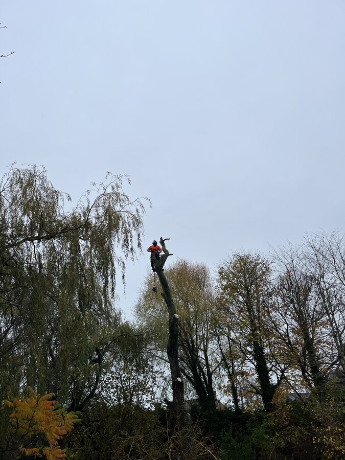 Arborist climbing mature deciduous tree for crown reduction, NPTC qualified tree surgeon at height with harness and rigging
